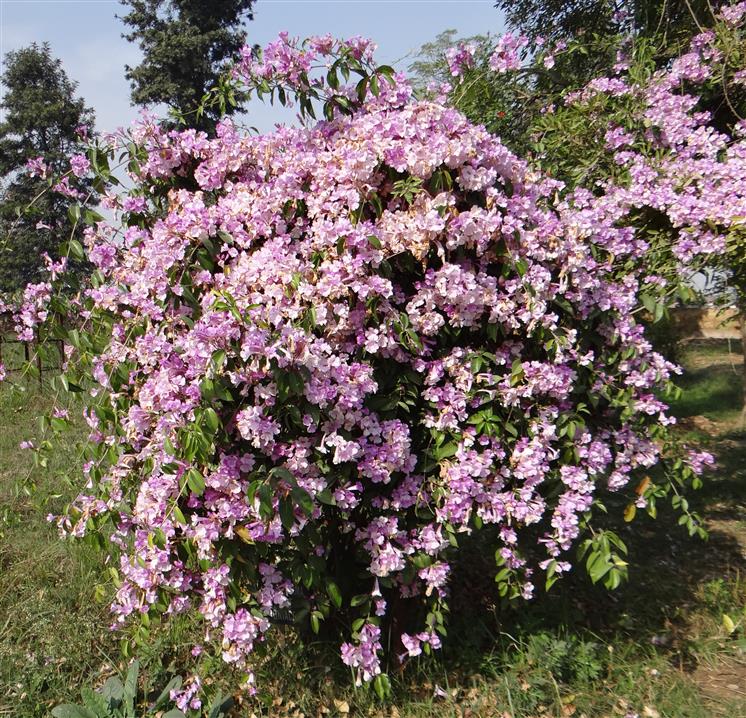 Mansoa alliacea